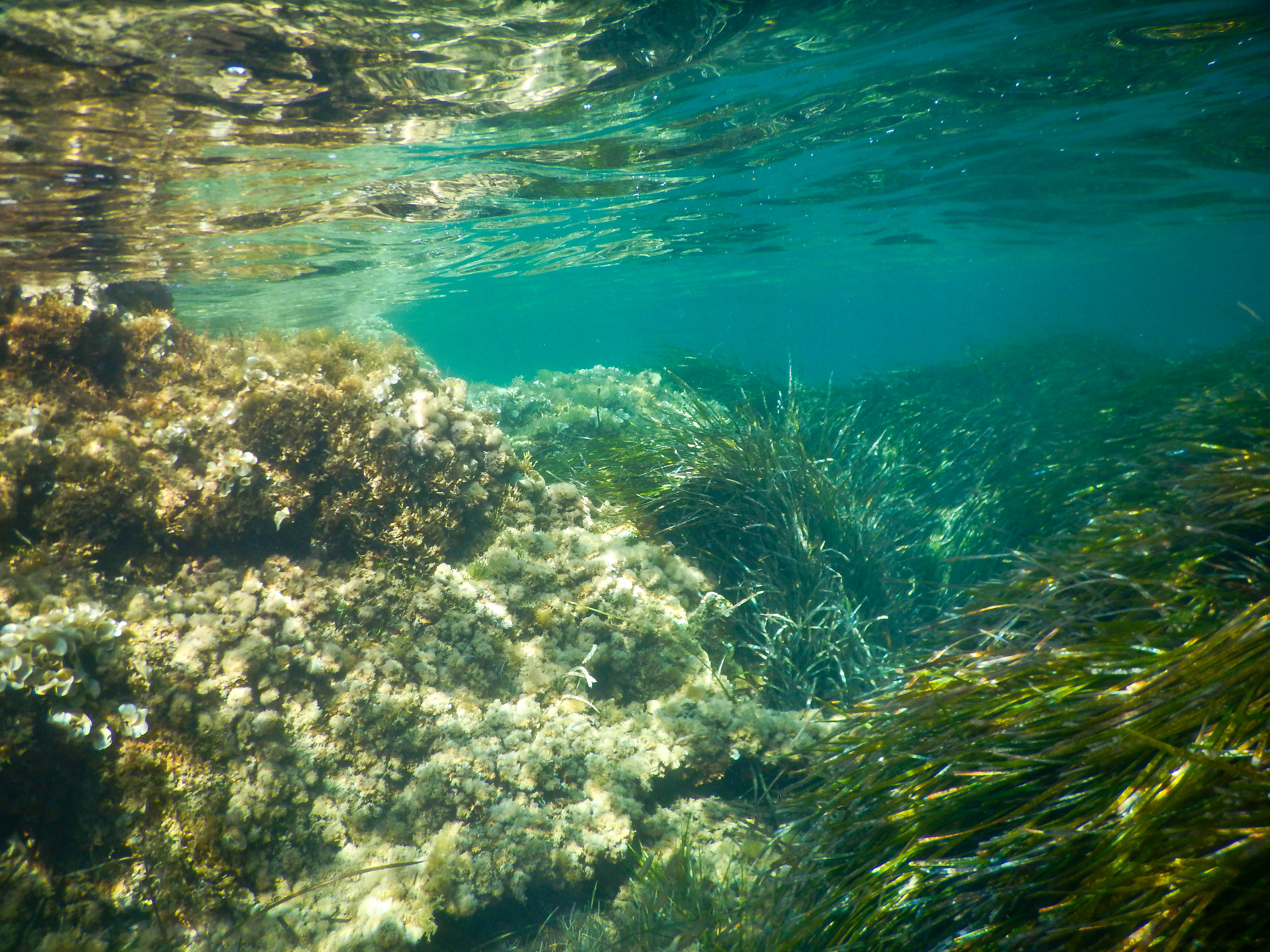 La Biodiversitat Marina als Espais Protegits de Catalunya