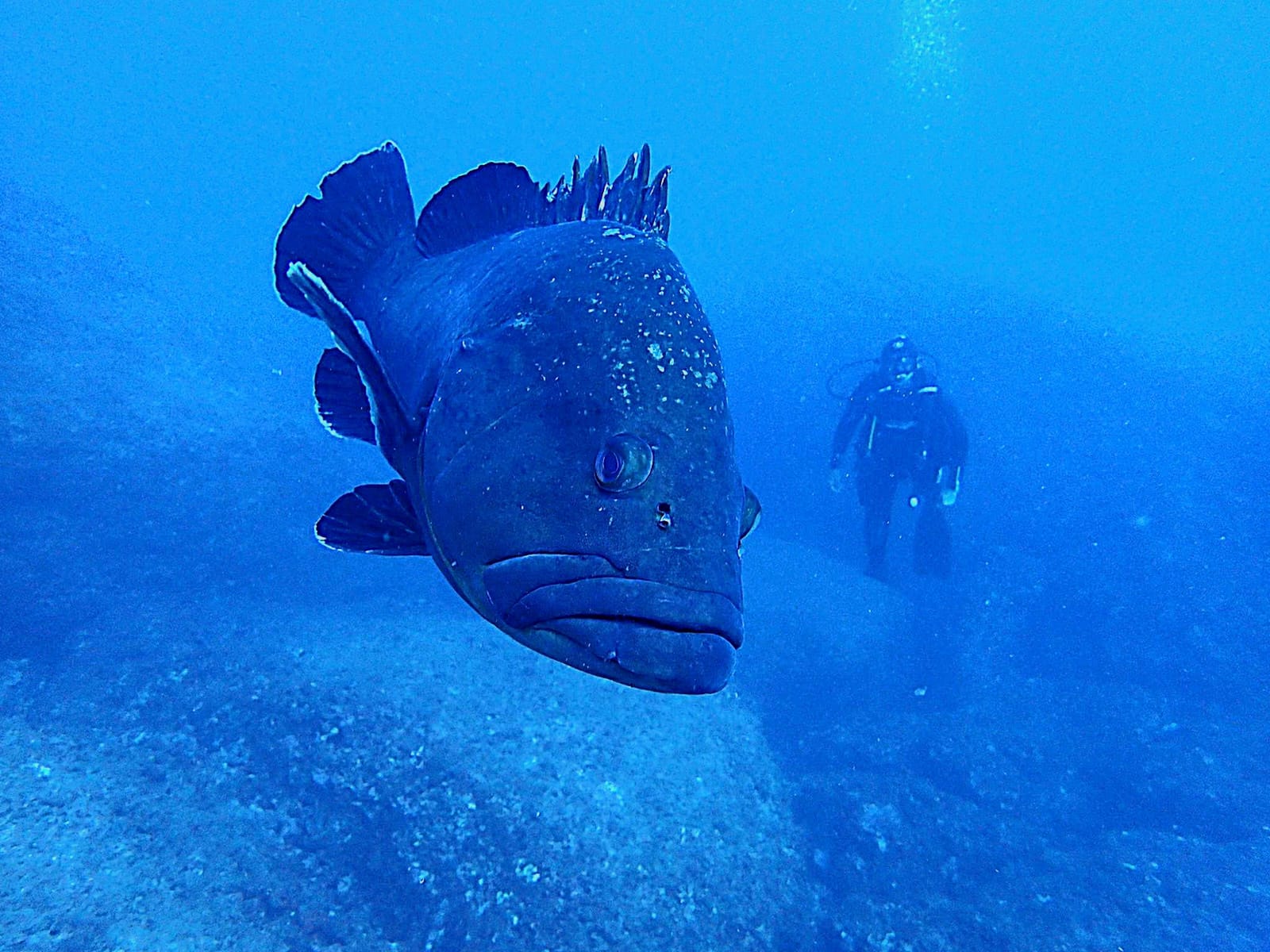 Impactes de la Pesca Submarina a les Illes Formigues: Amenaces i Solucions Sostenibles